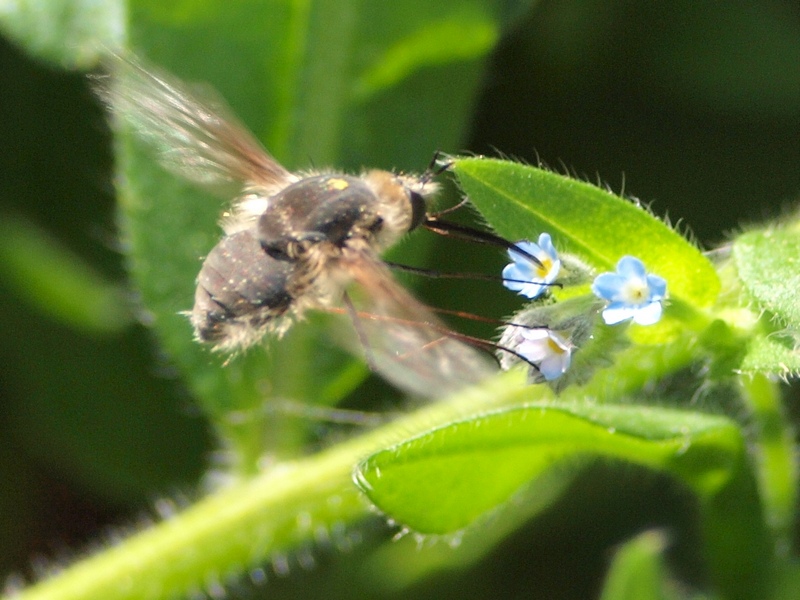 Bombyliidae
